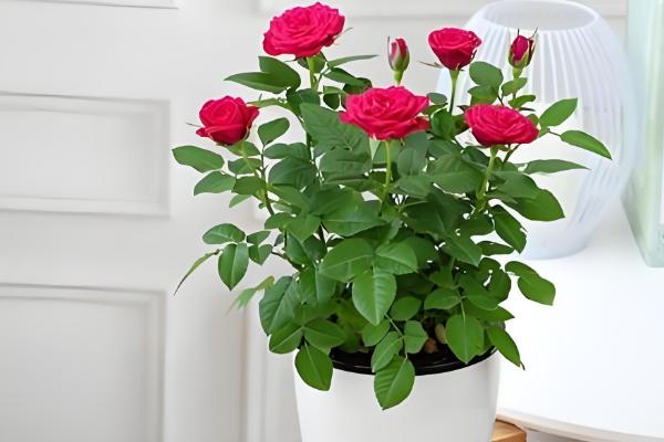 玫瑰花移栽后多久能发芽，2-3周便可发芽