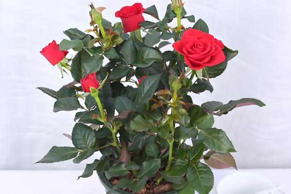 玫瑰花移栽后多久能发芽，2-3周便可发芽