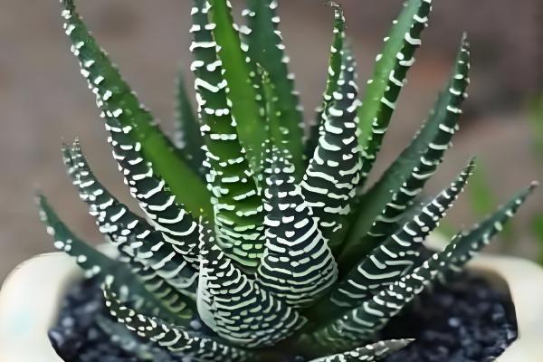 条纹十二卷开花后怎么办，剪除花剑可以节省养分