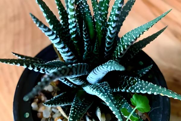 条纹十二卷开花后怎么办，剪除花剑可以节省养分