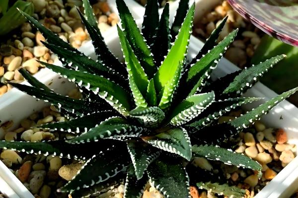 条纹十二卷开花后怎么办，剪除花剑可以节省养分