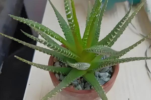 条纹十二卷开花后怎么办，剪除花剑可以节省养分