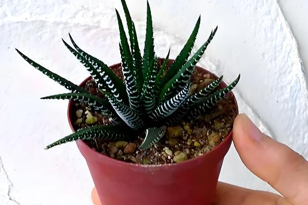 条纹十二卷开花后怎么办，剪除花剑可以节省养分