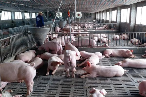 小猪身上发红的原因，可能是发烧、渗出性皮炎等疾病所致