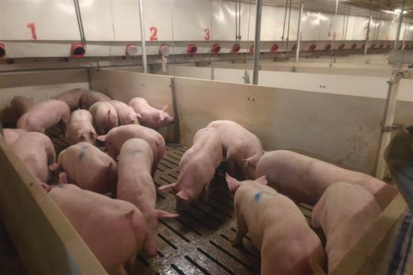 小猪身上发红的原因，可能是发烧、渗出性皮炎等疾病所致