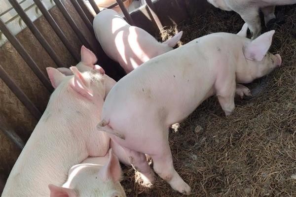 小猪身上发红的原因，可能是发烧、渗出性皮炎等疾病所致