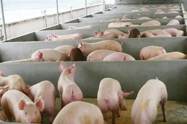 小猪身上发红的原因，可能是发烧、渗出性皮炎等疾病所致