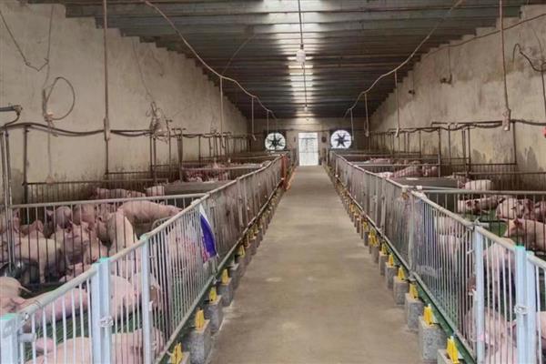 小猪身上发红的原因，可能是发烧、渗出性皮炎等疾病所致