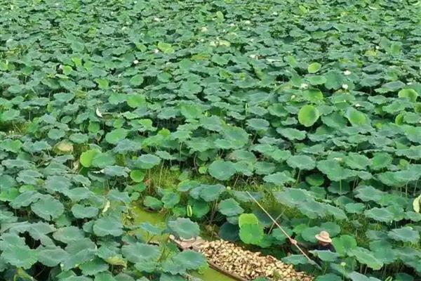 莲藕怎么种植,催芽后再播种