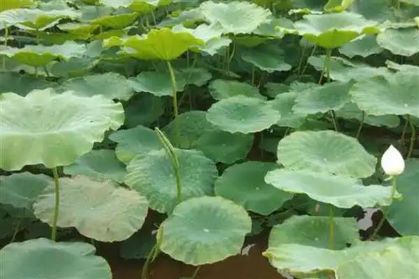 莲藕怎么种植,催芽后再播种