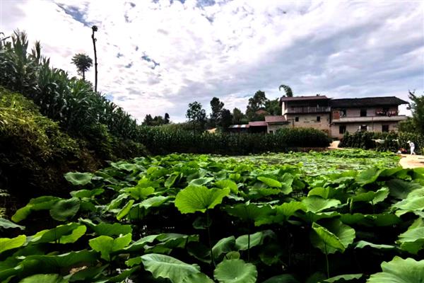 莲藕怎么种植,催芽后再播种