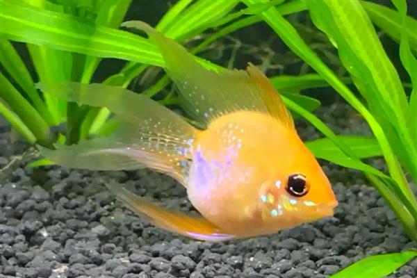 金波子的养殖方法，每周换一次水