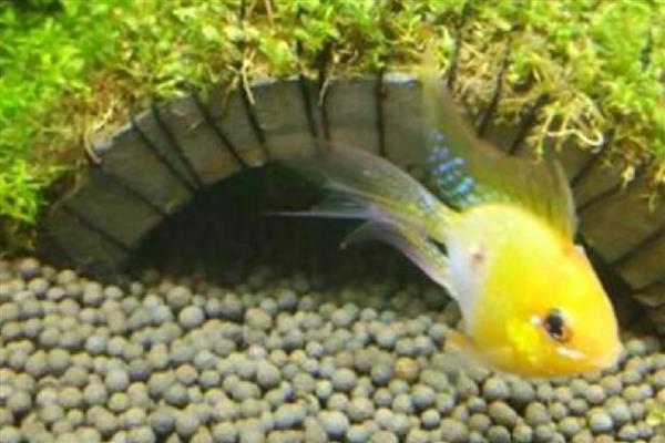 金波子的养殖方法，每周换一次水