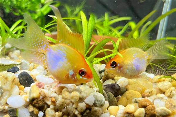 金波子的养殖方法，每周换一次水