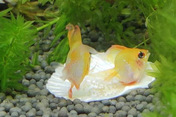 金波子的养殖方法，每周换一次水