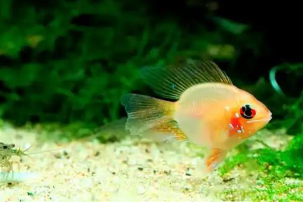 金波子的养殖方法，每周换一次水