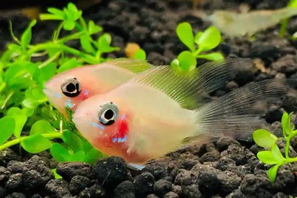 金波子的养殖方法，每周换一次水