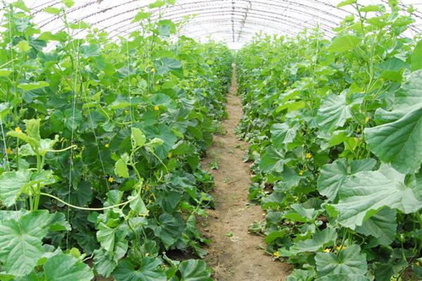 黄瓜根系的特点，其根系浅且根量少