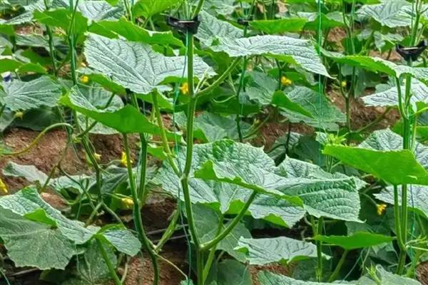 黄瓜根系的特点，其根系浅且根量少