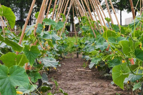 黄瓜根系的特点，其根系浅且根量少