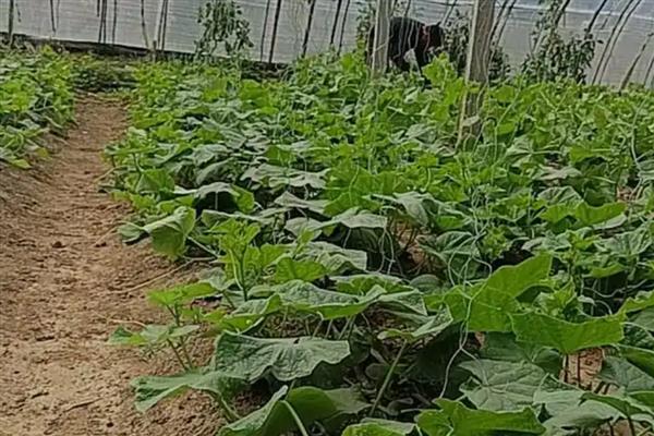 黄瓜根系的特点，其根系浅且根量少