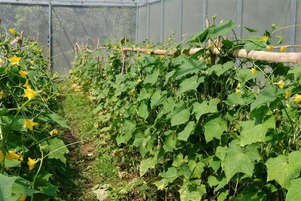 黄瓜根系的特点，其根系浅且根量少