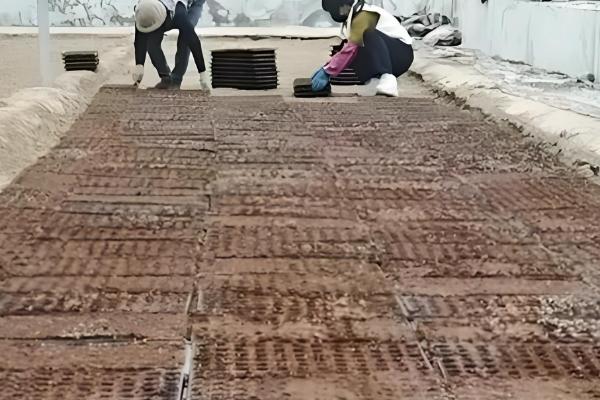 地膜辣椒的高产栽培技术，都要进行分苗