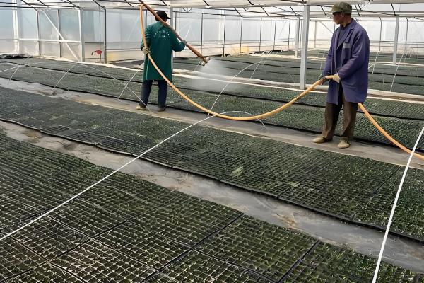 地膜辣椒的高产栽培技术，都要进行分苗