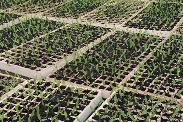 地膜辣椒的高产栽培技术，都要进行分苗