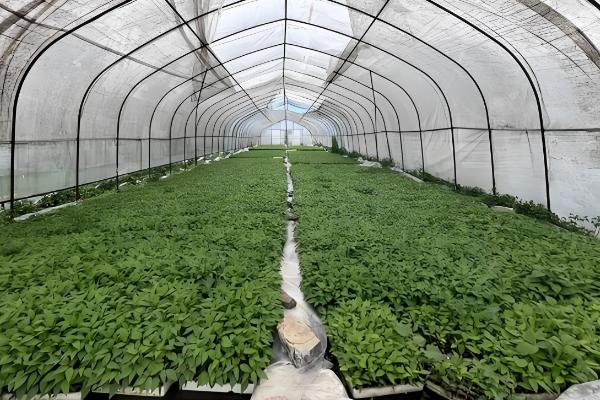 地膜辣椒的高产栽培技术，都要进行分苗