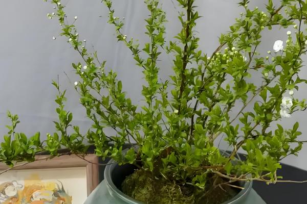 干枝雪柳的养殖方法，在生长期需要做好追肥管理