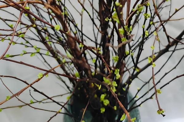 干枝雪柳的养殖方法，在生长期需要做好追肥管理