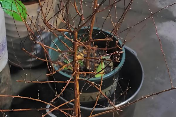 干枝雪柳的养殖方法，在生长期需要做好追肥管理