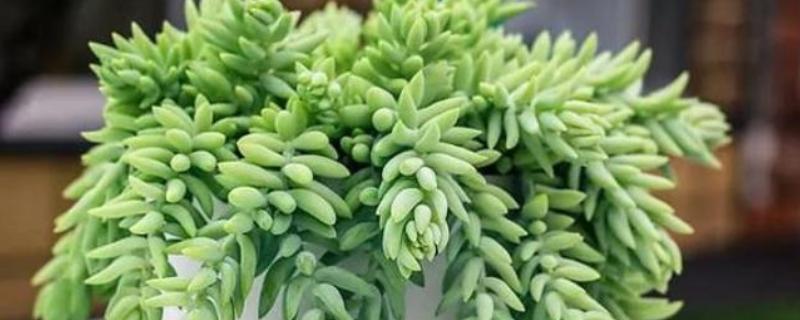 翡翠景天多肉如何繁殖，可扦插也可以枝插繁殖