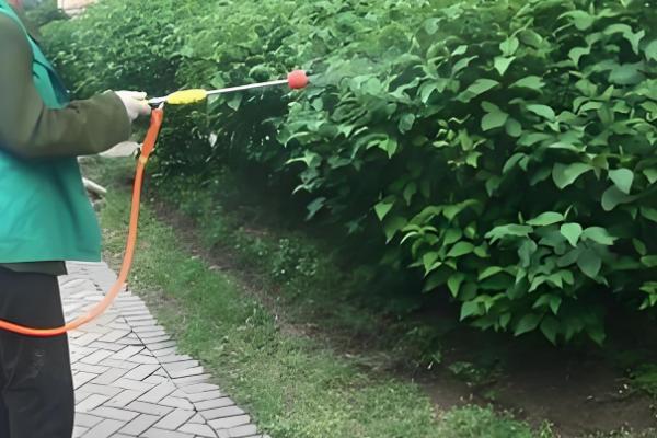 怎么预防园林植物出现药害，使用药害较小的药物是有效措施