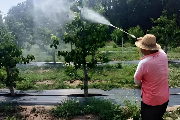 怎么预防园林植物出现药害，使用药害较小的药物是有效措施