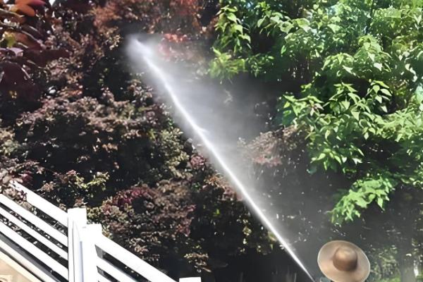 怎么预防园林植物出现药害，使用药害较小的药物是有效措施