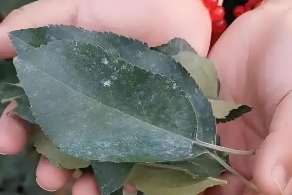 怎么预防园林植物出现药害，使用药害较小的药物是有效措施