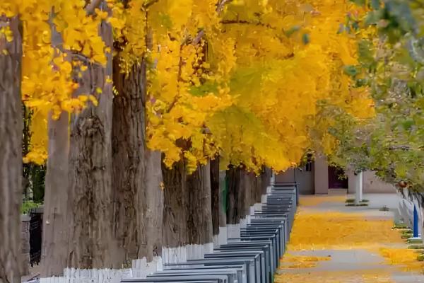 怎么预防园林植物出现药害，使用药害较小的药物是有效措施