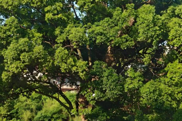 怎么预防园林植物出现药害，使用药害较小的药物是有效措施