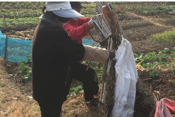 土豆地下害虫如何防治，要禁止使用未腐熟的畜粪