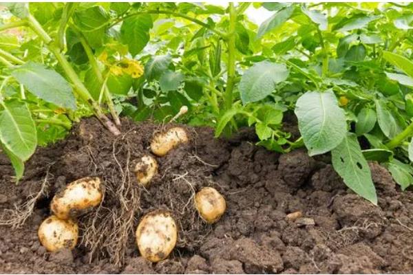 土豆地下害虫如何防治，要禁止使用未腐熟的畜粪