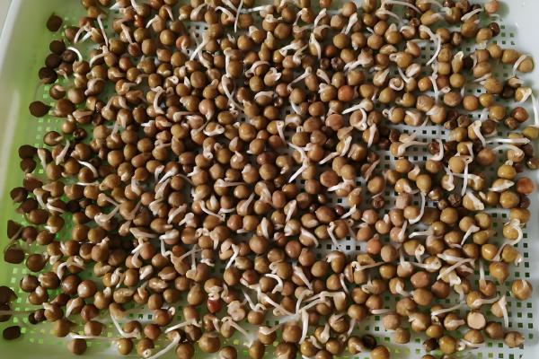 芽苗菜的种植方法,每天喷水2次