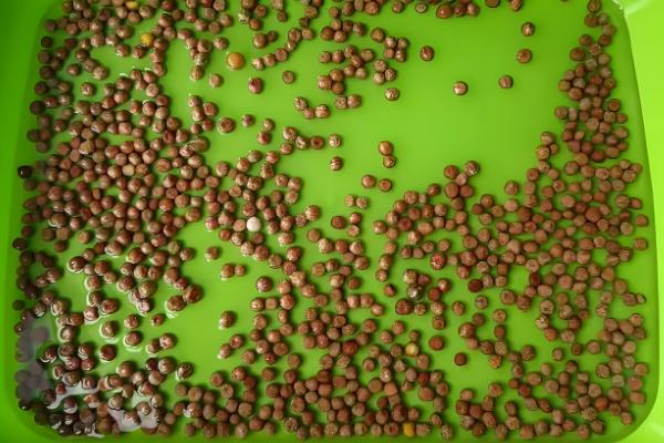 芽苗菜的种植方法,每天喷水2次