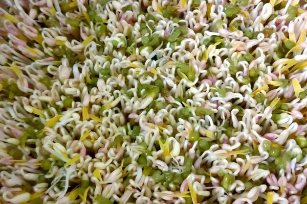 芽苗菜的种植方法,每天喷水2次