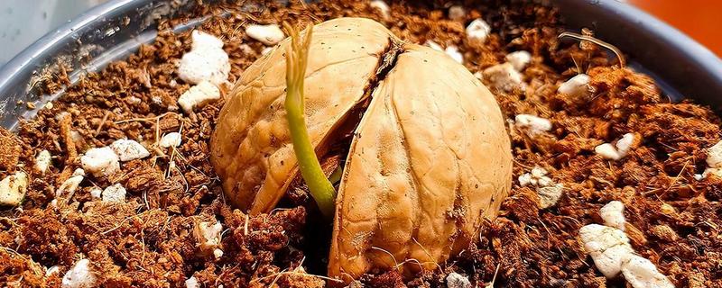 怎么种桃核，一般选在春季种植