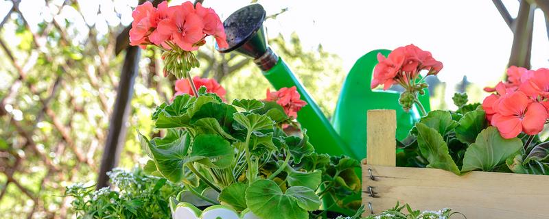 酱油可以浇花吗，可以用来浇花的