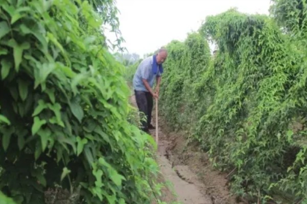 山药后期怎么管理，茎叶爬满时亩施尿素15-20公斤