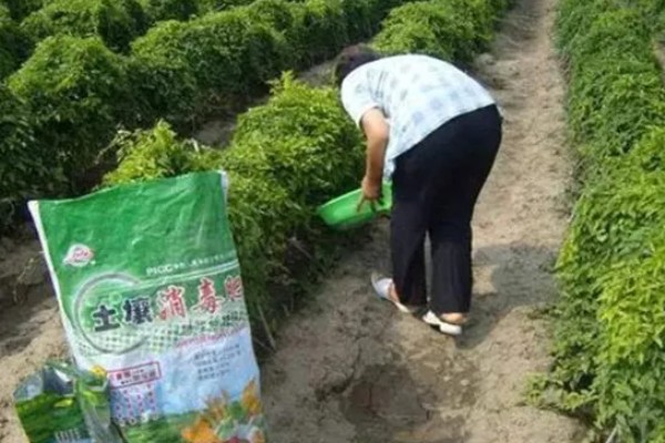 山药后期怎么管理，茎叶爬满时亩施尿素15-20公斤