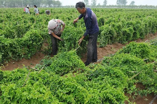 山药后期怎么管理，茎叶爬满时亩施尿素15-20公斤